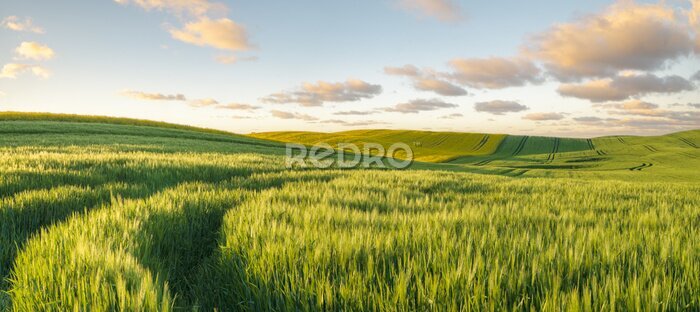 Fototapete Grün, Frühlingsfeld, Panorama