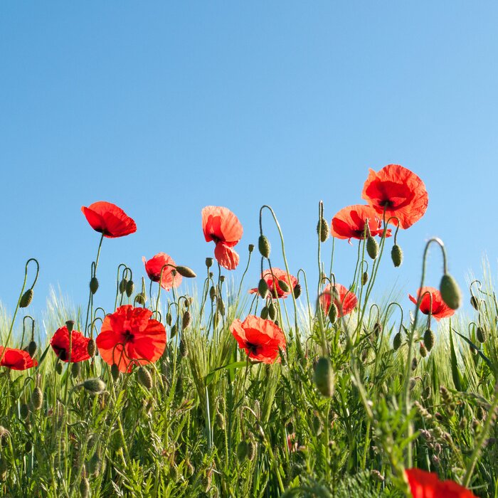 Fototapete Grün Mohnblumen und Himmel