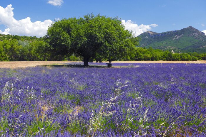 Fototapete Grün und Lavendelfeld