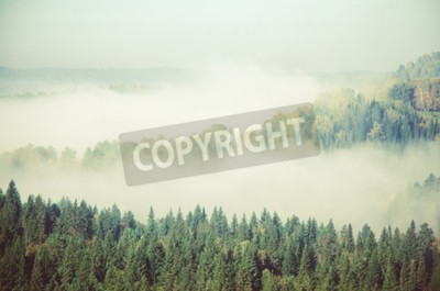 Fototapete Grüne bäume auf nebligem hintergrund