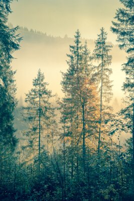 Fototapete Grüne Bäume im Nebel