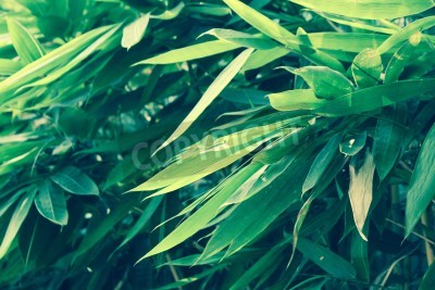 Fototapete Grüne Bambusblätter