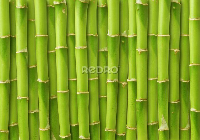 Fototapete Grüne Bambussprossen