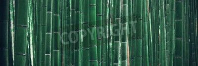 Fototapete Grüne Bambussprossen