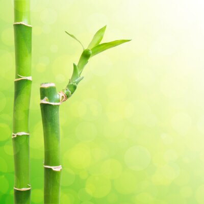 Fototapete Grüne Bambussprossen am Hintergrund