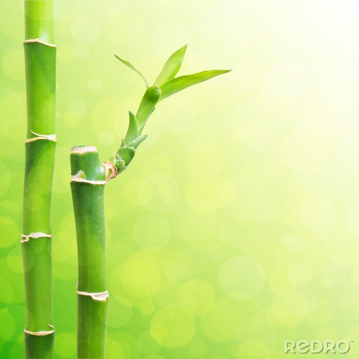 Fototapete Grüne Bambussprossen am Hintergrund