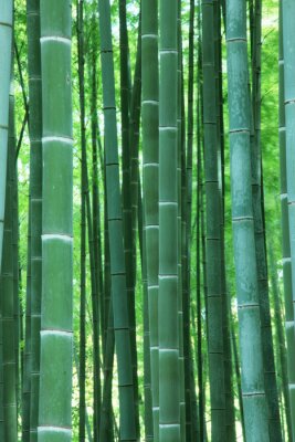Fototapete Grüne Bambussprossen im Wald