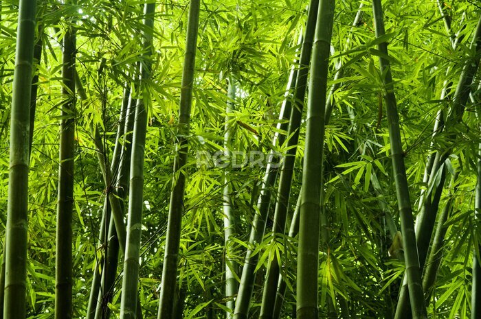 Fototapete Grüne Bambusstämme