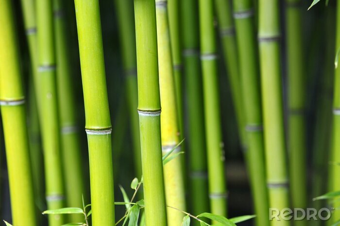 Fototapete Grüne Bambusstängel