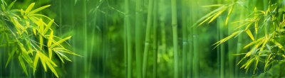 Grüne Bambustriebe