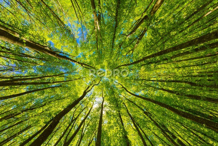 Fototapete Grüne Baumkronen vor dem Himmel