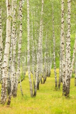 Fototapete Grüne Birken