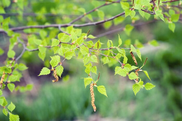 Fototapete Grüne Birkenblätter
