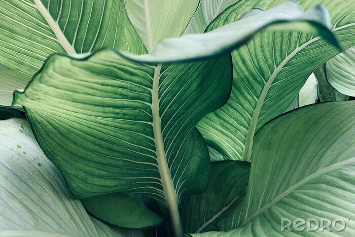 Fototapete Grüne Blätter tropische
