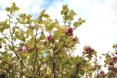 Fototapete Grüne Blätter und rosa Magnolie