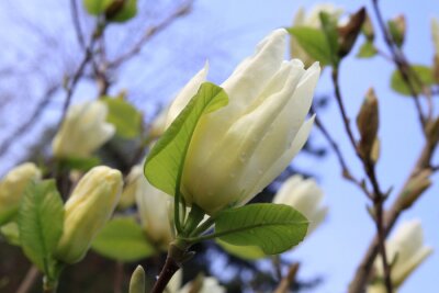Fototapete Grüne Blätter und weiße Magnolie