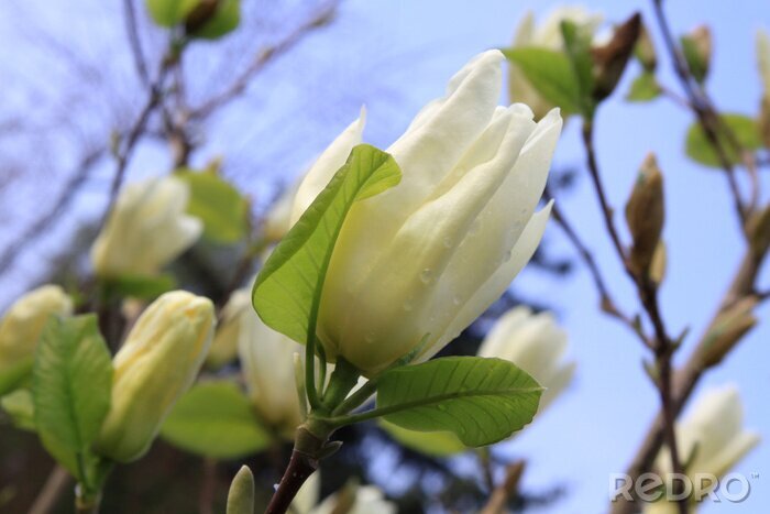 Fototapete Grüne Blätter und weiße Magnolie