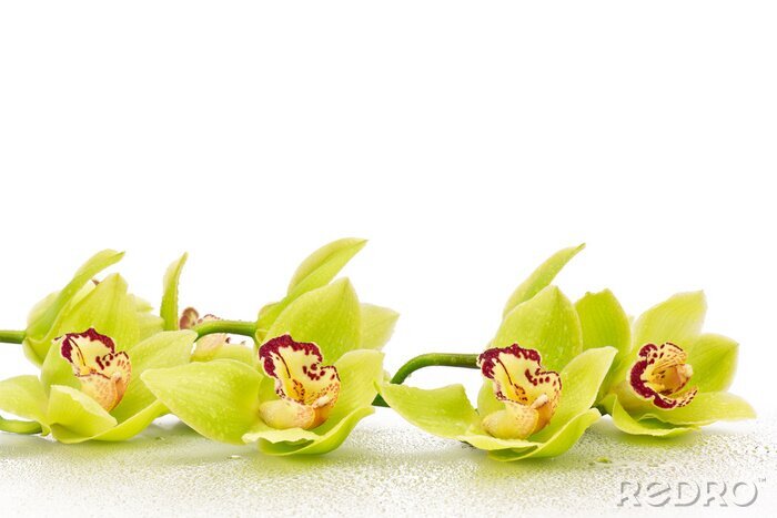 Fototapete Grüne Blüten geschnittener Orchideen