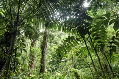Fototapete Grüne Dschungelvegetation