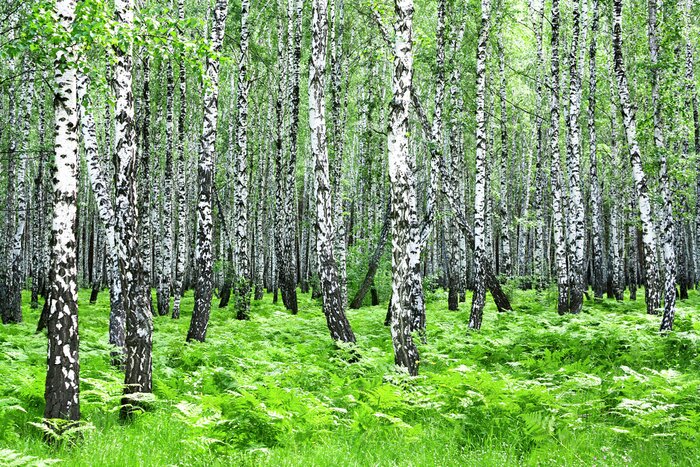 Fototapete Grüne Gräser an Birken