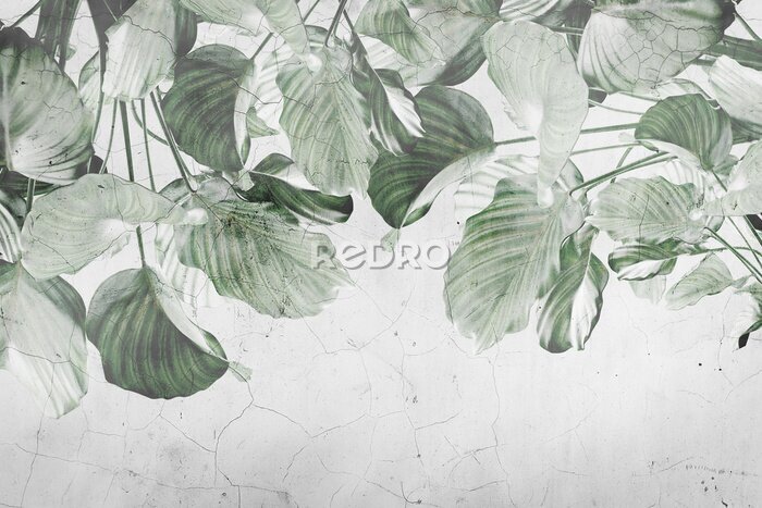 Fototapete Grüne große Blätter an einer rissigen Wand