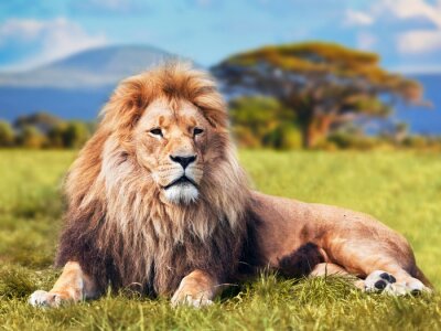 Fototapete grüne Landschaft mit einem Löwen