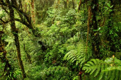 Fototapete Grüne Natur im Dschungel