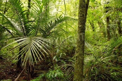 Fototapete Grüne Natur und Palmen im Dschungel