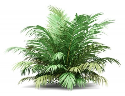 Fototapete Grüne Palme auf weißem Hintergrund