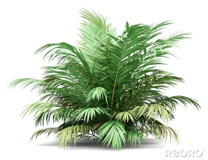 Fototapete Grüne Palme auf weißem Hintergrund