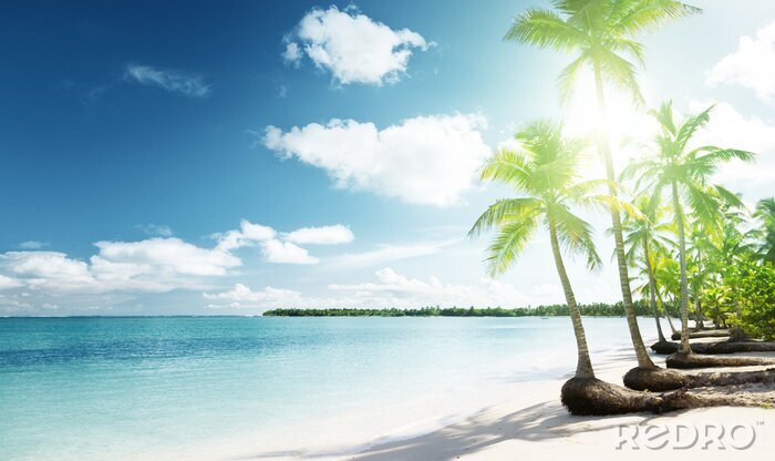 Fototapete Grüne Palmen am tropischen Meer