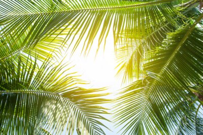 Fototapete Grüne Palmen in der Sonne