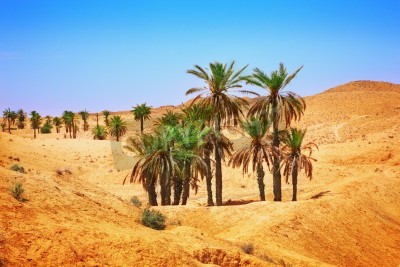 Fototapete Grüne Palmen in der Wüste