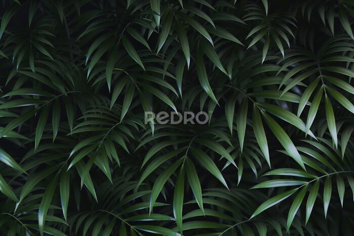 Fototapete Grüne Palmenblätter auf dunklem Hintergrund