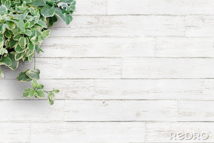Fototapete Grüne Pflanze auf hellen Brettern