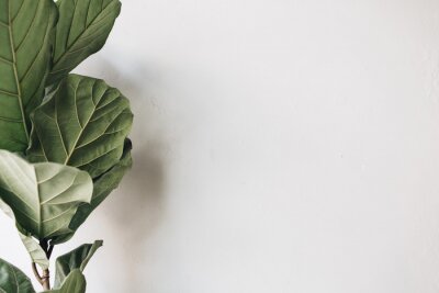 Fototapete Grüne Pflanze mit Wand im Hintergrund