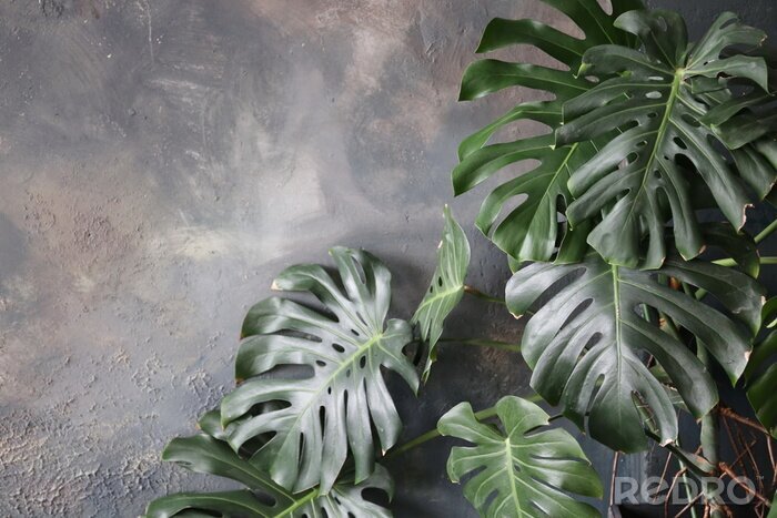 Fototapete Grüne Pflanzen auf grauem Hintergrund