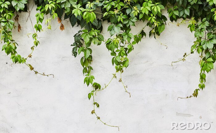 Fototapete Grüne Pflanzen die sich an der Mauer winden
