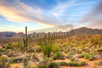Fototapete Grüne Pflanzen in der Wüste