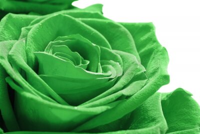 Fototapete Grüne Rose auf weißem Hintergrund
