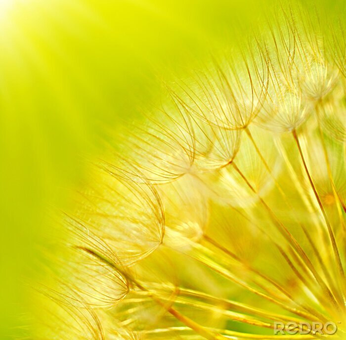 Fototapete Grüne Samen der Pusteblume