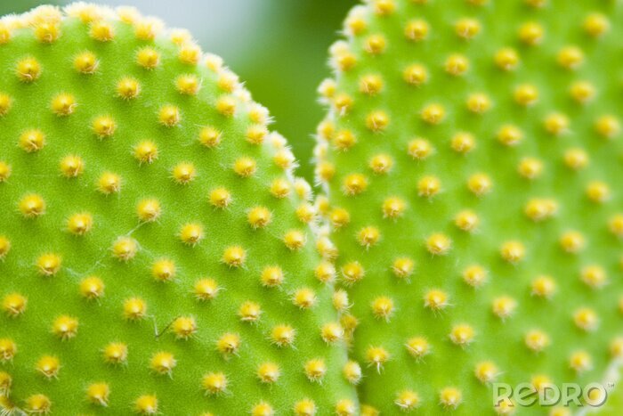 Fototapete Grüne Sukkulente mit gelben Blümchen