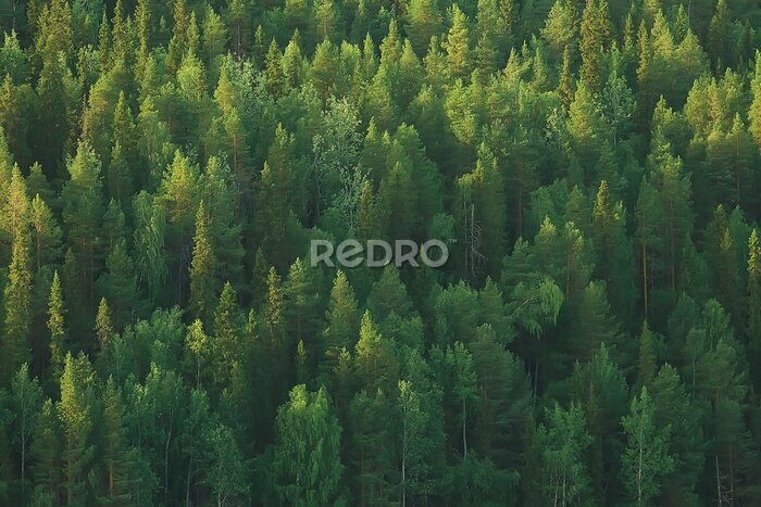 Fototapete Grüne Taiga-Bäume