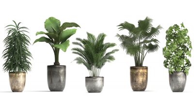 Fototapete Grüne Topfpflanzen