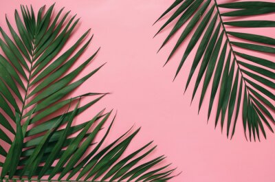 Grüne tropische Blätter auf rosa Hintergrund