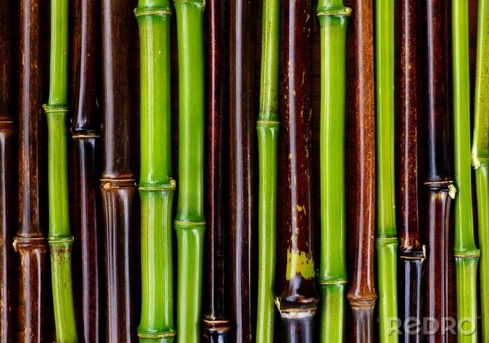 Fototapete Grüne und braune Bambusstängel