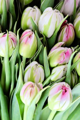 Fototapete Grüne und rosa Tulpen