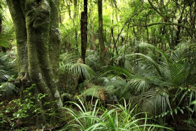 Grüne Vegetation im tropischen Wald Landschaft