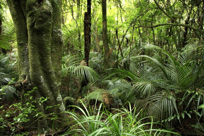 Fototapete Grüne Vegetation im tropischen Wald Landschaft