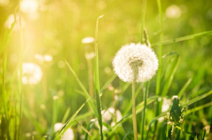 Fototapete Grüne Wiese mit Pusteblumen
